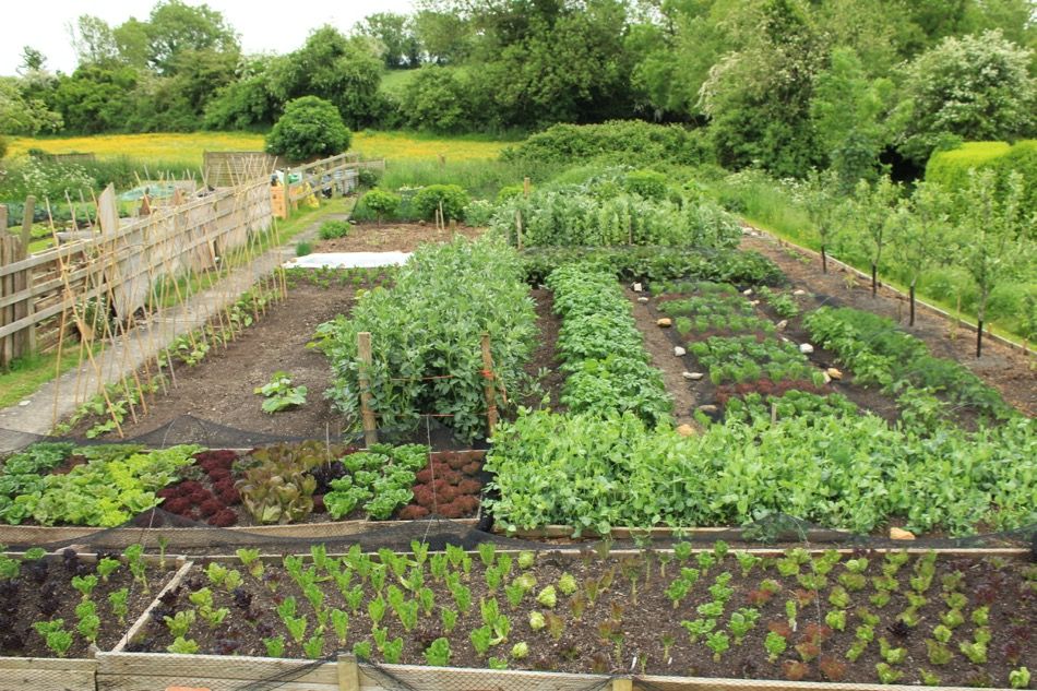 A Very Inspiring Food Production Garden